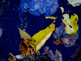 yellow-in-blue-autumn-colors-in-the-ditch-by-Raburadohl.png